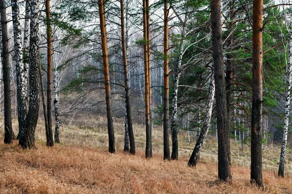 Soirée dans la forêt d'automne — Photo