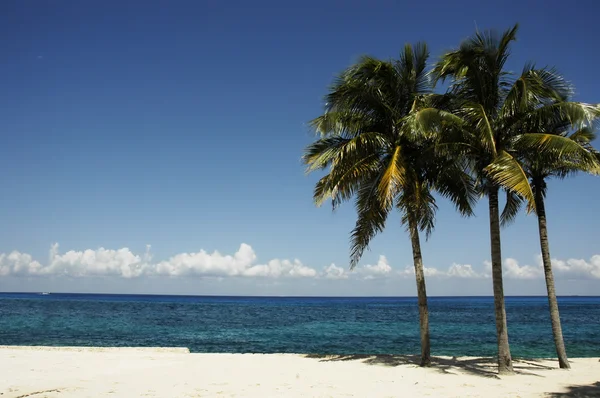 Sahilde palmiye ağaçları — Stok fotoğraf