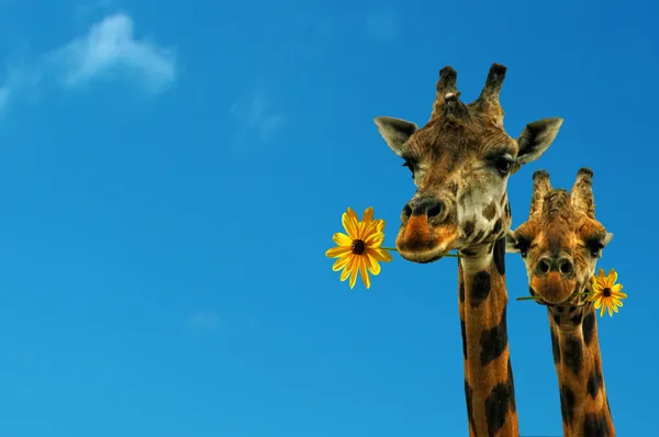 Güzel bir mavi gün iki sevimli zürafalar — Stok fotoğraf