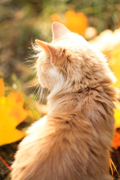 Höstens katt — Stockfoto