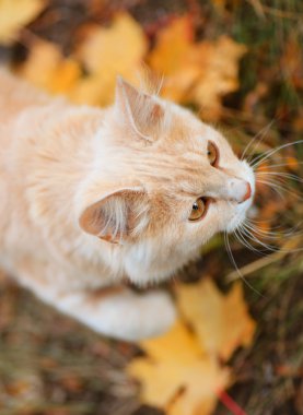 kedi avcısı ve sonbahar yaprakları