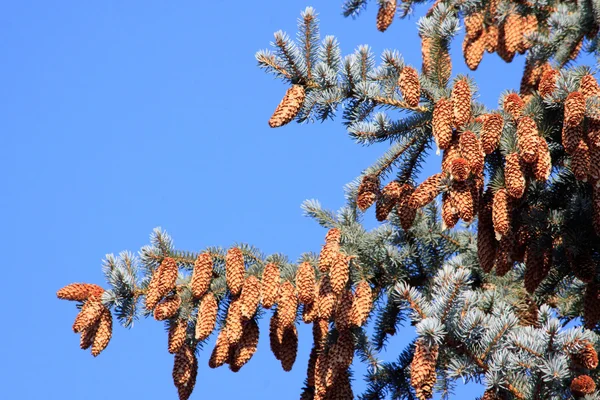Árvore do abeto com solavancos sobre céu claro — Fotografia de Stock