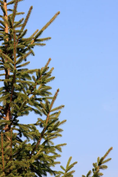 Yeşil çam ağacı üzerinde açık gökyüzü kaplin — Stok fotoğraf