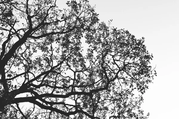 Trädets silhuett — Stockfoto