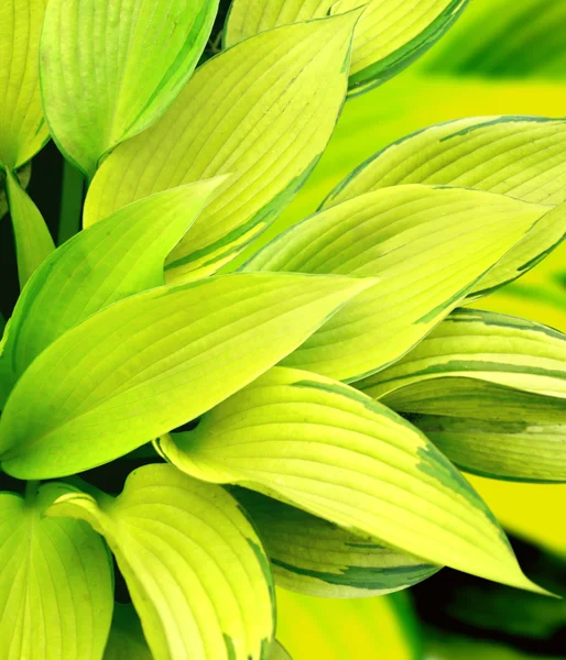 Leaves of a hosta — Stock Photo, Image