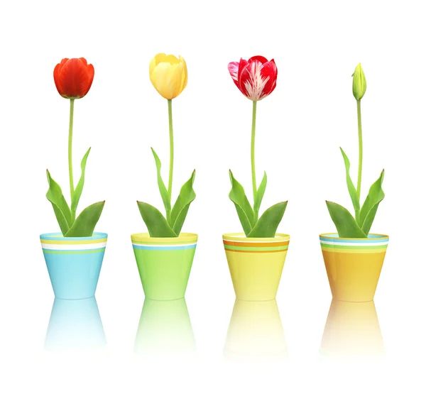 Tulips in pots — Stock Photo, Image