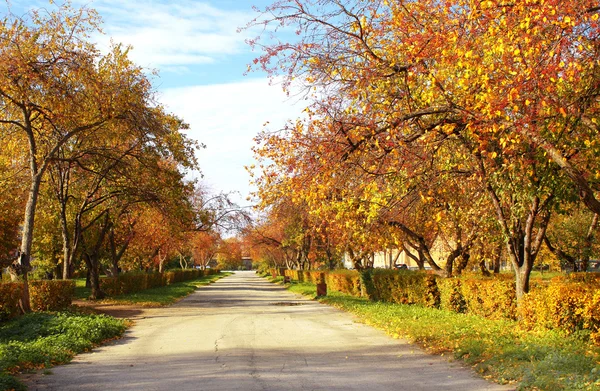 Höstens avenue — Stockfoto