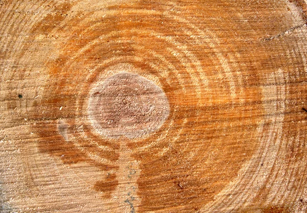 Cut of a log — Stock Photo, Image