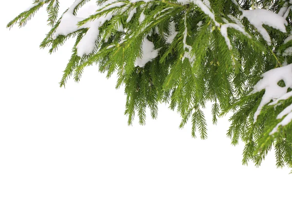 Snow on pine — Stock Photo, Image