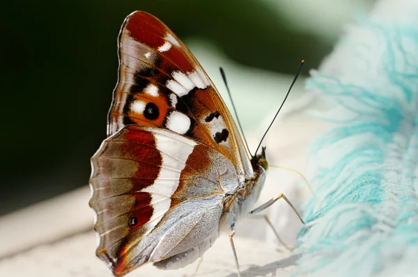 Butterfly and a blanket. — Stock Photo, Image