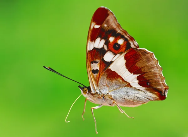Jonge vlinder. — Stockfoto