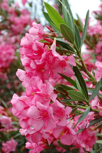 Krásné růžové květy - středomořské rostliny — Stock fotografie