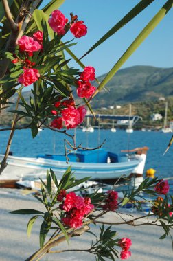 setin poros, Yunanistan üzerinde güzel pembe çiçekler