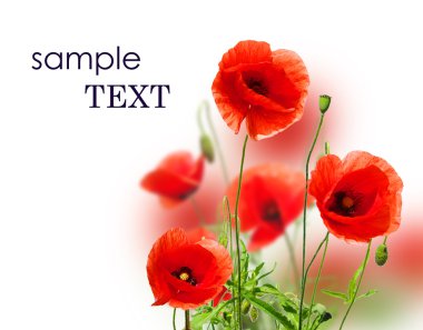 Poppies on white clipart