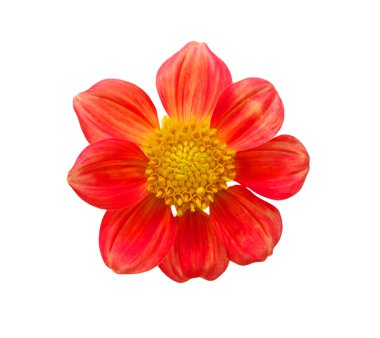 gerbera çiçek