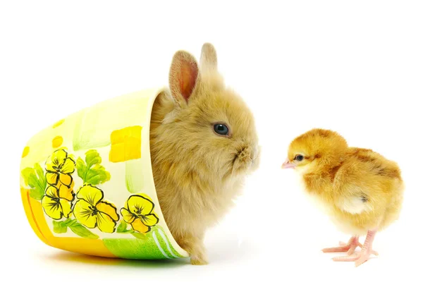兔子和小鸡 — 图库照片
