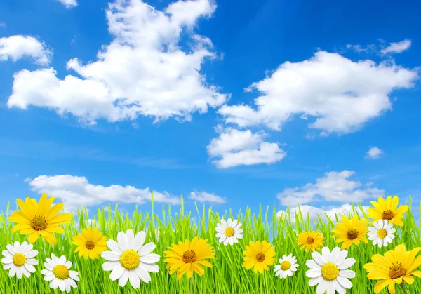 stock image Field and clouds