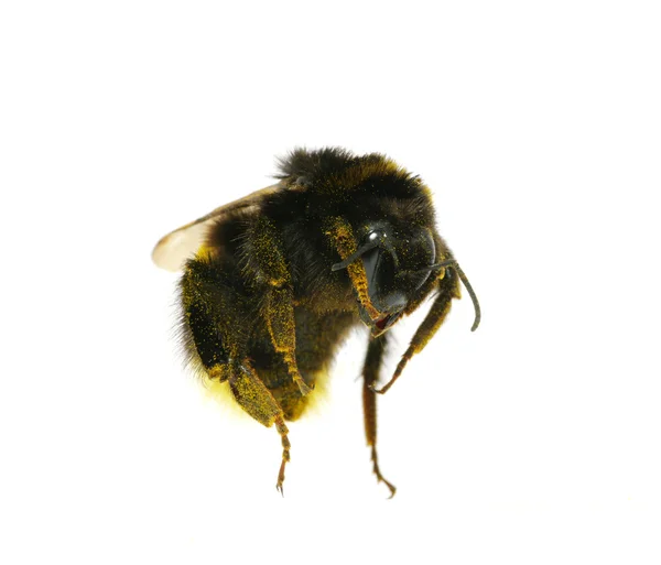 Bumblebee Przewodniczący — Zdjęcie stockowe