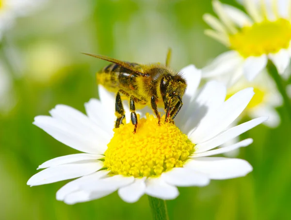 Bee on the flower — Stock Photo, Image