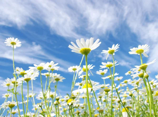 White daisies — Stockfoto