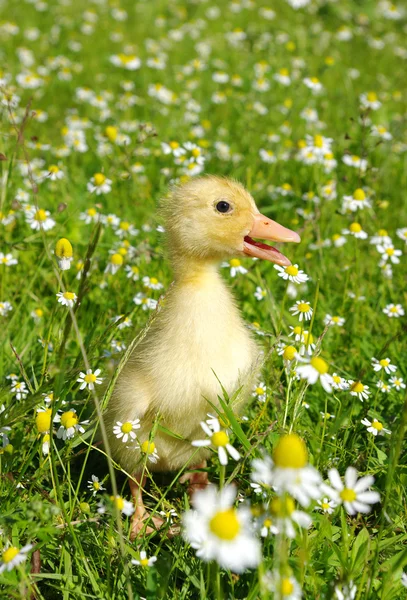 Canard dans l'herbe — Photo