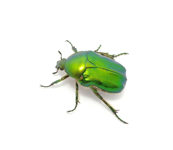 Escarabajo verde —  Fotos de Stock