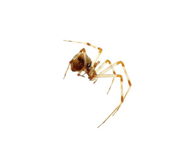 Spinnen — Stockfoto