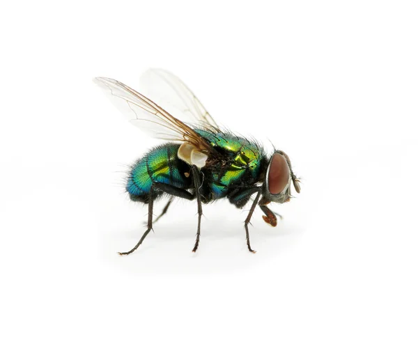 Gröna fluga — Stockfoto