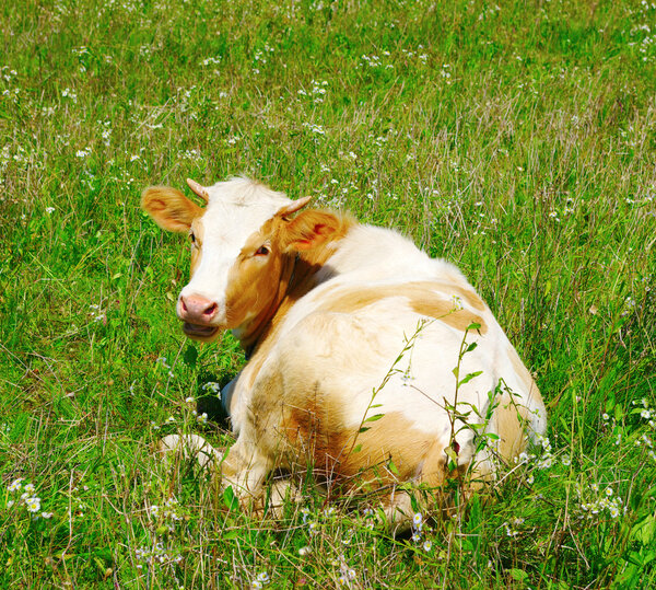 Cow in field