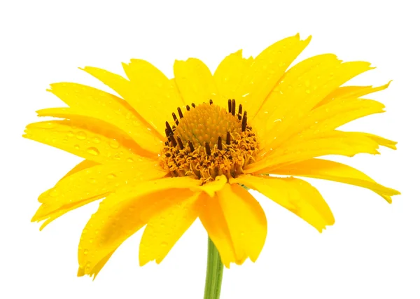 黄色のデイジーの花 — ストック写真