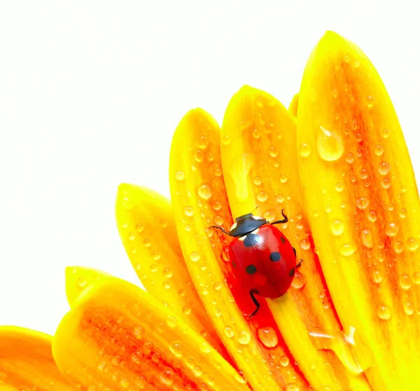 stock image Ladybug on a flower