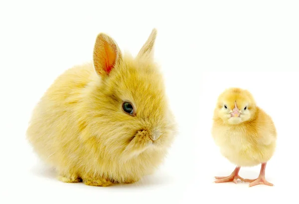 Kaninchen und Küken — Stockfoto
