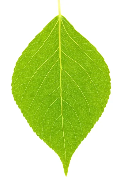 Green leaf Royalty Free Stock Photos