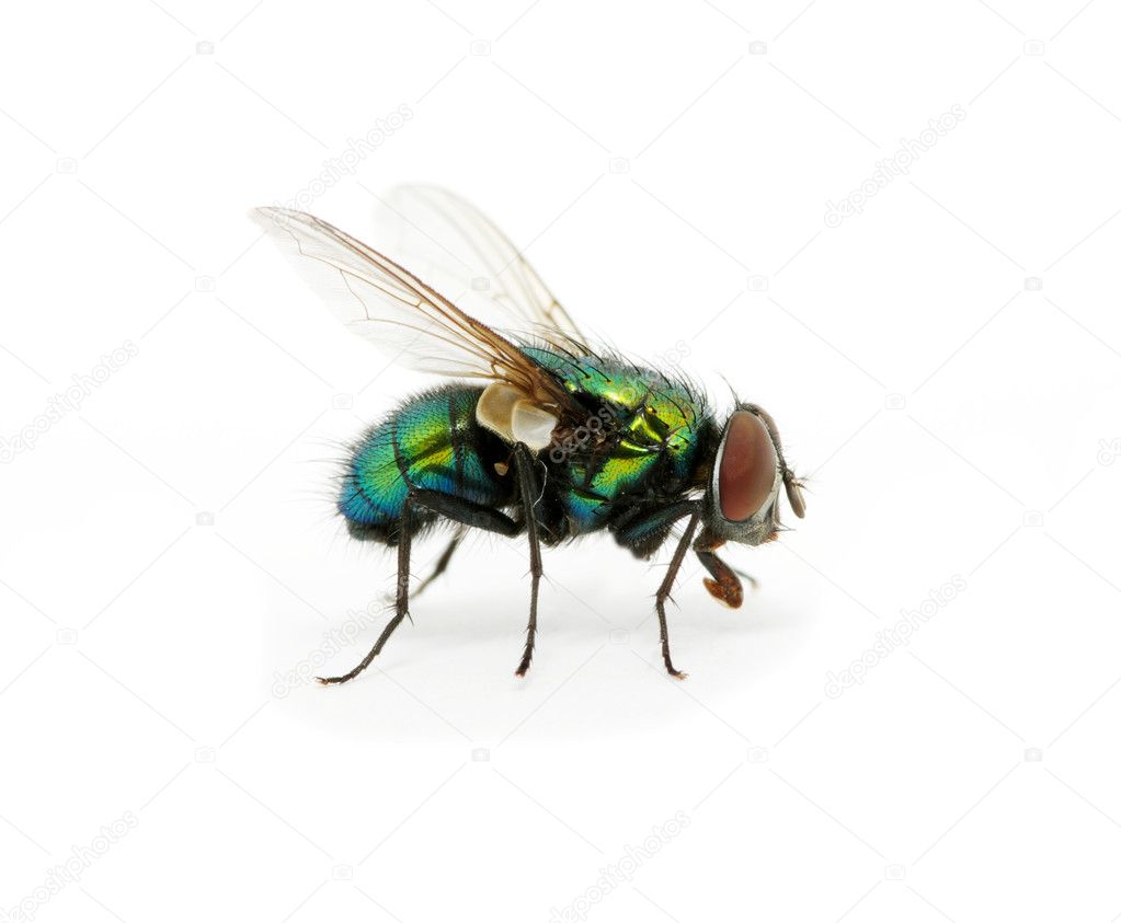 Green fly