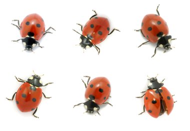 Ladybugs clipart