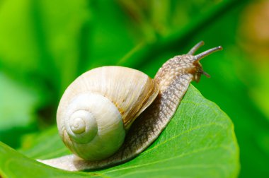 Snail on the leaf clipart