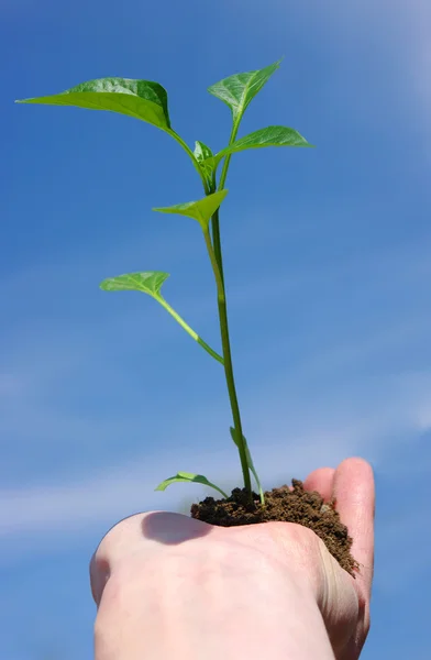 Plant on sky — Stock Photo, Image