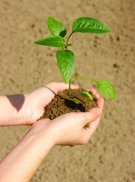 Planta verde em crescimento — Fotografia de Stock