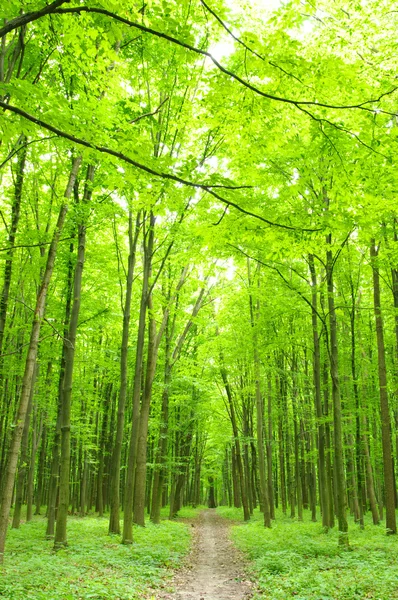 Pădure verde — Fotografie, imagine de stoc