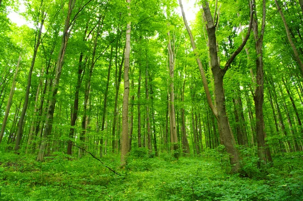 Grön skog — Stockfoto