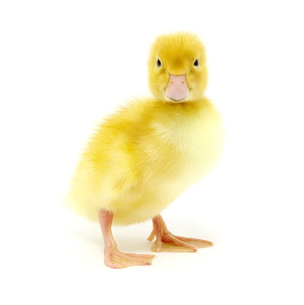 Duck on a white — Stock Photo, Image
