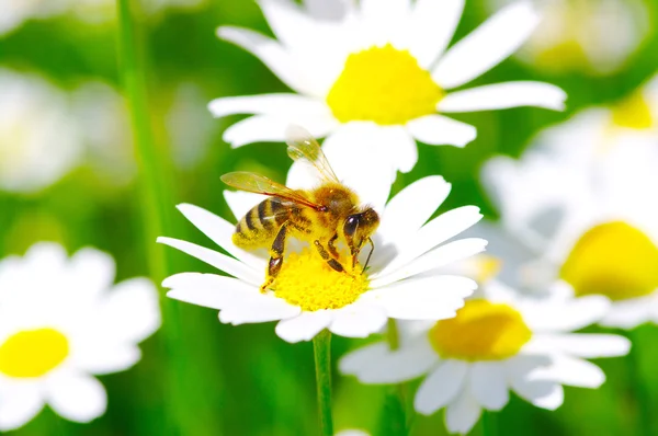 Bee on chamomile — Stock Photo, Image