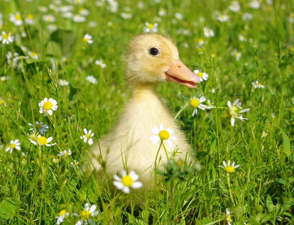 stock image Baby duck