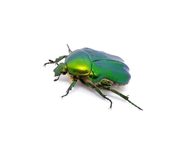 녹색 벌레 — 스톡 사진