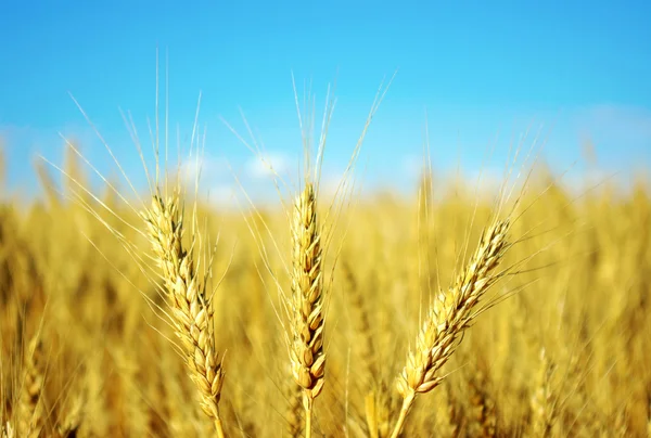 Wheat close-up — Stock Photo, Image