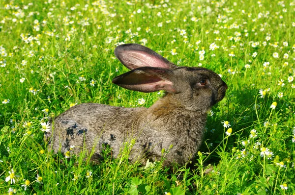 Ein Kaninchen — Stockfoto