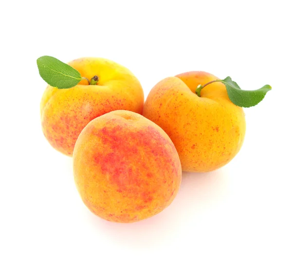 Mogna aprikoser — Stockfoto