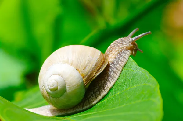 Snail on the leaf — Stock Photo, Image