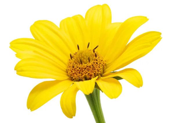黄色雏菊 — 图库照片