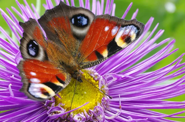 Farfalla colorata — Foto Stock